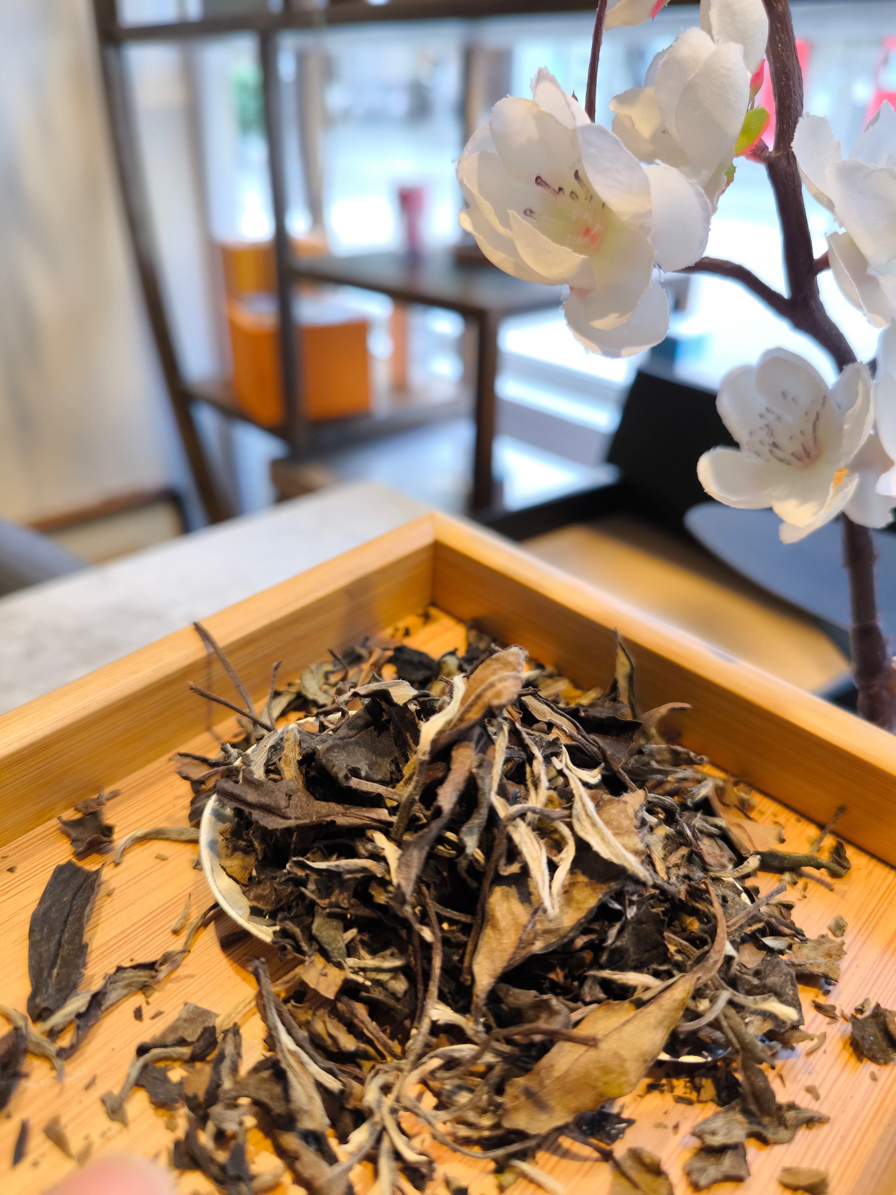 Vieux shou mei - Fuding -2010