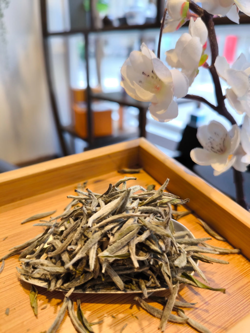 Bai hao ying zhen - Panxi - 2025