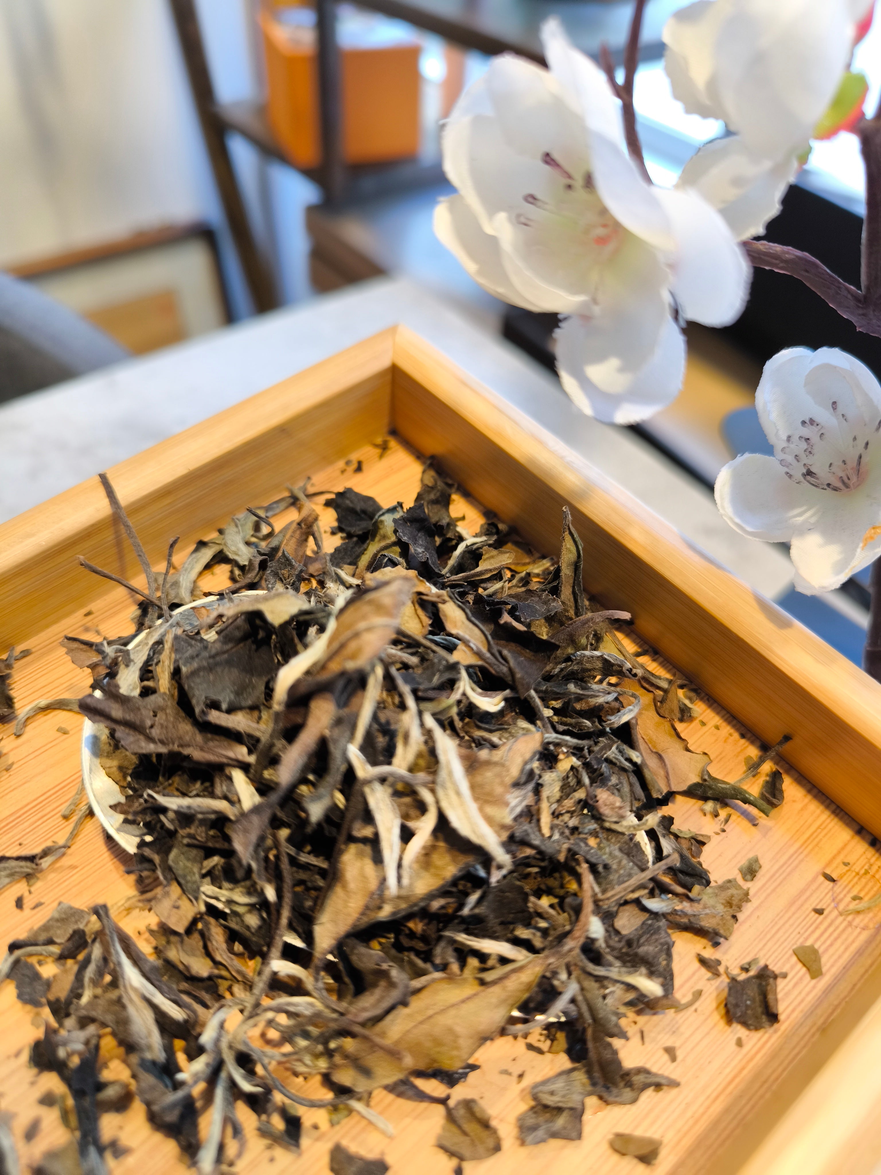 Vieux shou mei - Fuding -2010